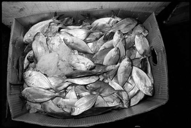 Wholesale Fish Market